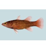 Japanesse basslet(Liopropoma susumi)