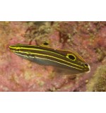 Hectori(Amblygobius hectori)