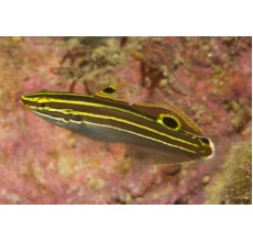 Hectori(Amblygobius hectori)