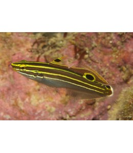 Hectori(Amblygobius hectori)