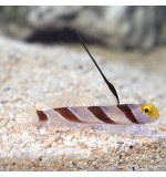 Hi fin Red Banded Goby(stonogobiops nematodes)