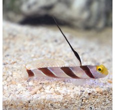 Hi fin Red Banded Goby(stonogobiops nematodes)