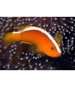 orange skunk clown fish(Amphiprion Sandaracines)