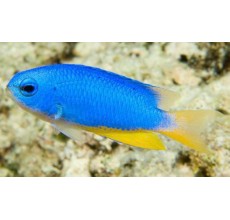 Neon damsel(Pomacanthus allene)