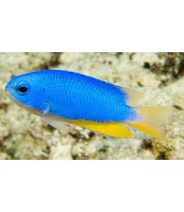 Neon damsel(Pomacanthus allene)