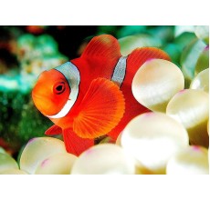 Maroon Clownfish(Premas Biaculeatus)