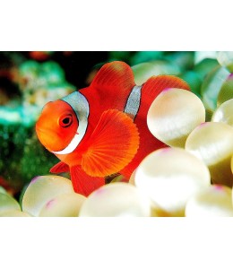 Maroon Clownfish(Premas Biaculeatus)