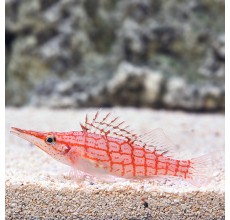 Longnose Hawkfish(Oxycirrhites typus)