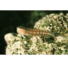 Latticed/Golden tiger blenny(Salarias segmentatus)