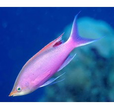 Purple Queen Anthias(Pseduanthians pascalus)