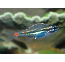 Red Cardinal(Apogon parvulus)