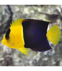 Oriol/Bicolor Angel (Centropygr Bicolor)