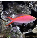 Pink Anthias(Pseudanthias squamipis)