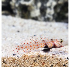 Orange Spotted Goby(Amblyeleotris guttata)