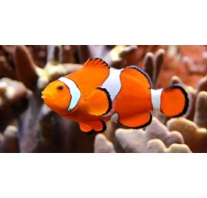 Red Percula(Amphiprion ocellaris)