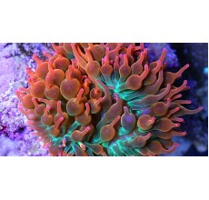 Red tip Bubbles(Entacmaea quadricolor)