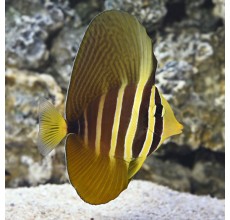 Sailfin tang Large(Zebrasoma Veliferum)