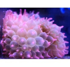 Rose Bubble (Entacmaea quadricolor)