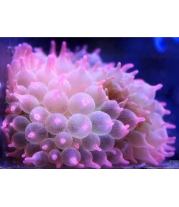 Rose Bubble (Entacmaea quadricolor)