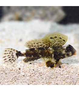 Scooter Speckled blenny(Synchiropus stellatus)