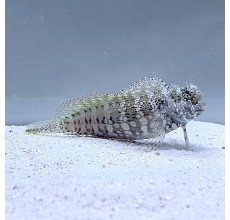 Sailfin/Algie blenny(Salarias Fasciatus)