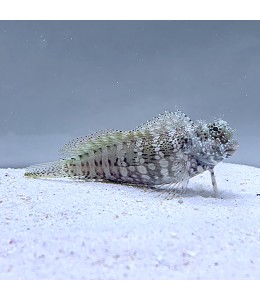 Sailfin/Algie blenny(Salarias Fasciatus)