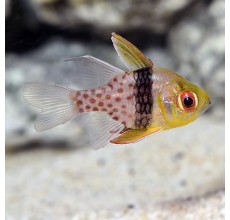 Spotted Cardinalfish(Sphaeramia nematoptera)