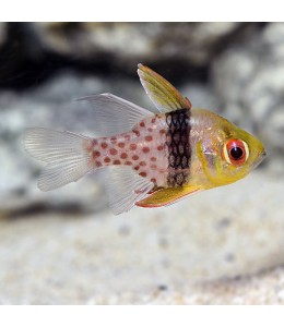 Spotted Cardinalfish(Sphaeramia nematoptera)
