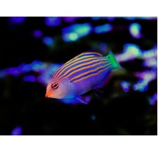 Six line wrasse(Pseudocheilinus hexataenia)
