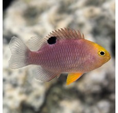 Talbot's Damselfish(Chrysiptera talboti)