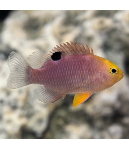 Talbot's Damselfish(Chrysiptera talboti)
