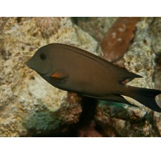 Striated Surgeon tang( Ctenochaetus striatus)