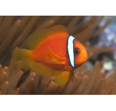 Tomato Clownfish(Amphiprion Frenatus)