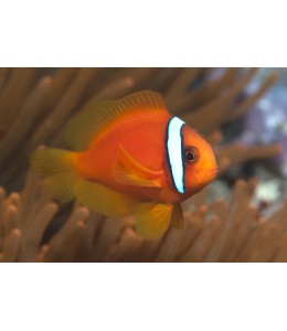 Tomato Clownfish(Amphiprion Frenatus)