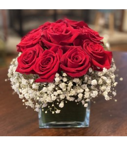 Roses in Bloom with Gypso