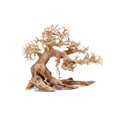 Bonsai Wood - Medium / 30X23X17Cm / Box