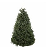 Nordmann Fir Europe Super Premium Christmas Tree 150 - 175 Cm