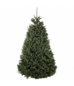 Nordmann Fir Europe Super Premium Christmas Tree 150 - 175 Cm