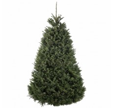 Nordmann Fir Europe Super Premium Christmas Tree 200 - 225 Cm