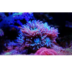 Duncanopsammia axifuga 1pc