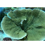 Montipora sp.