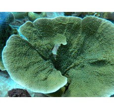 Montipora sp.