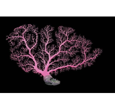 Aqua One Coral Fan Pink 60x41cm (L)