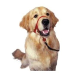 COA HH012 Head Collar Black- size1