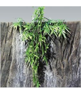 Jbl Terraplanta Madagascan Bamboo - M