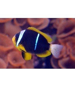 African Clownfish