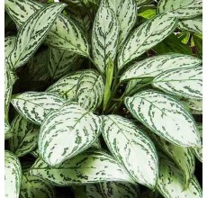 Aglaonema sp on driftwood 5 - 6 "