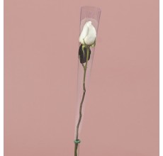 Single White Rose in Cone