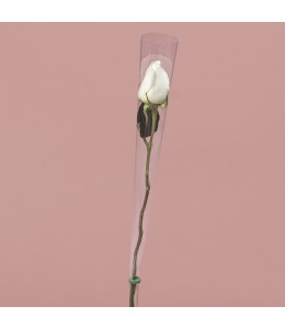 Single White Rose in Cone