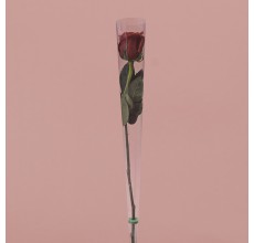 Single Red Rose in Cone